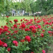 На Черкащині сталася трагедія, через скандал з трояндами – чоловік наклав на себе руки