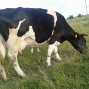На Тернопільщині за подряпане авто у бабусі “віджали” корову