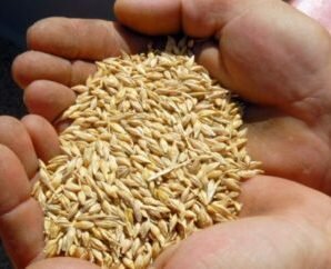 Аграрії Тернопільщини погрожують “висипати зерно на дорогу”